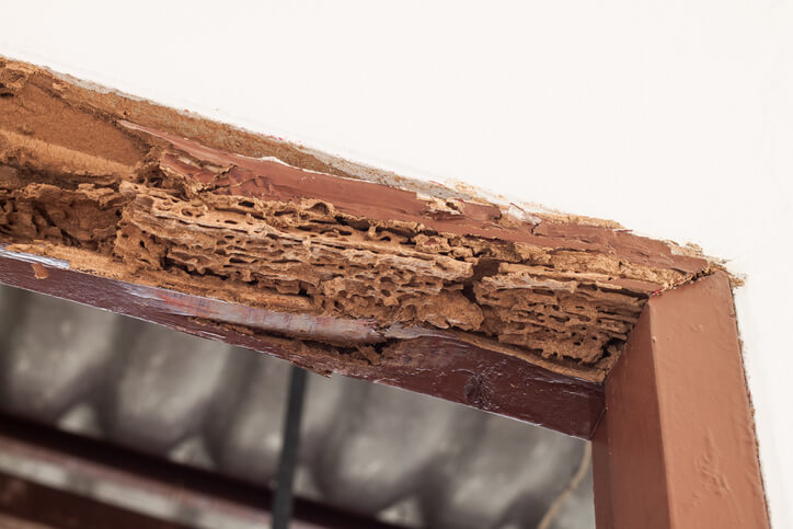 wood boring pests damaging timber